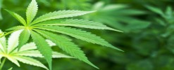 Cannabis / Marijuana Law